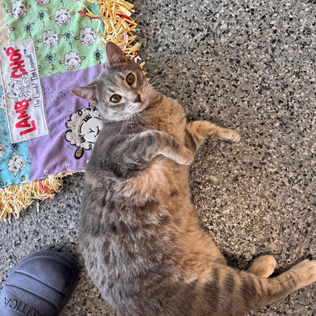 Enlarge Lola, a Adoptable Domestic Short Hair in Mondovi, WI image 2/4