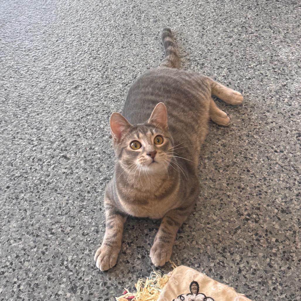 Enlarge Lola, a Adoptable Domestic Short Hair in Mondovi, WI image 3/4