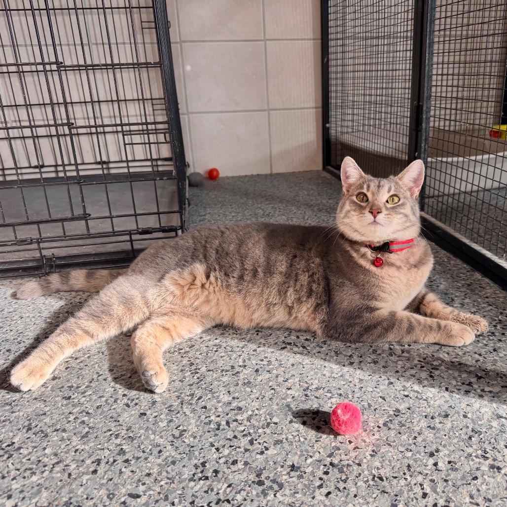 Enlarge Lola, a Adoptable Domestic Short Hair in Mondovi, WI image 4/4