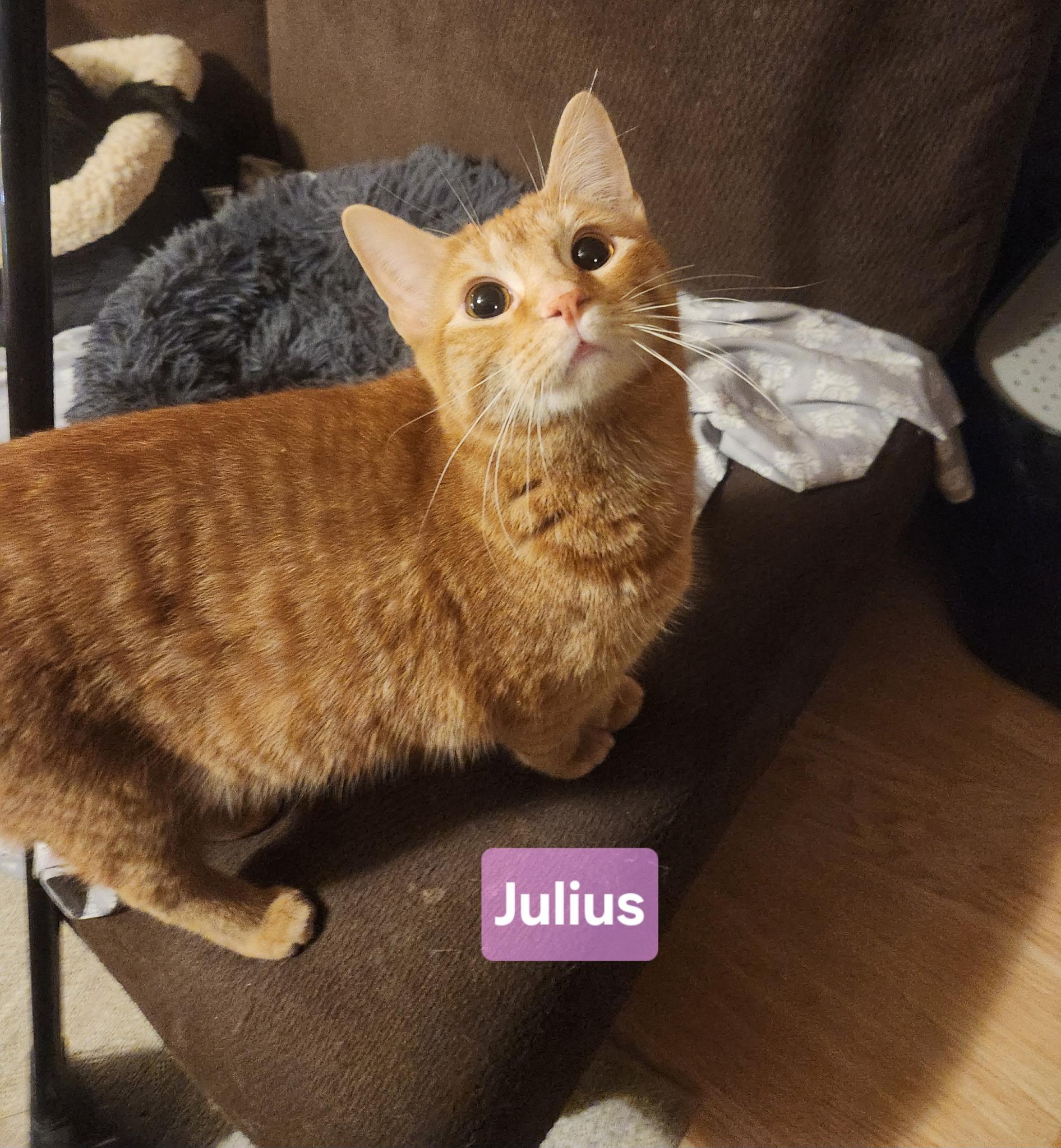 Julius