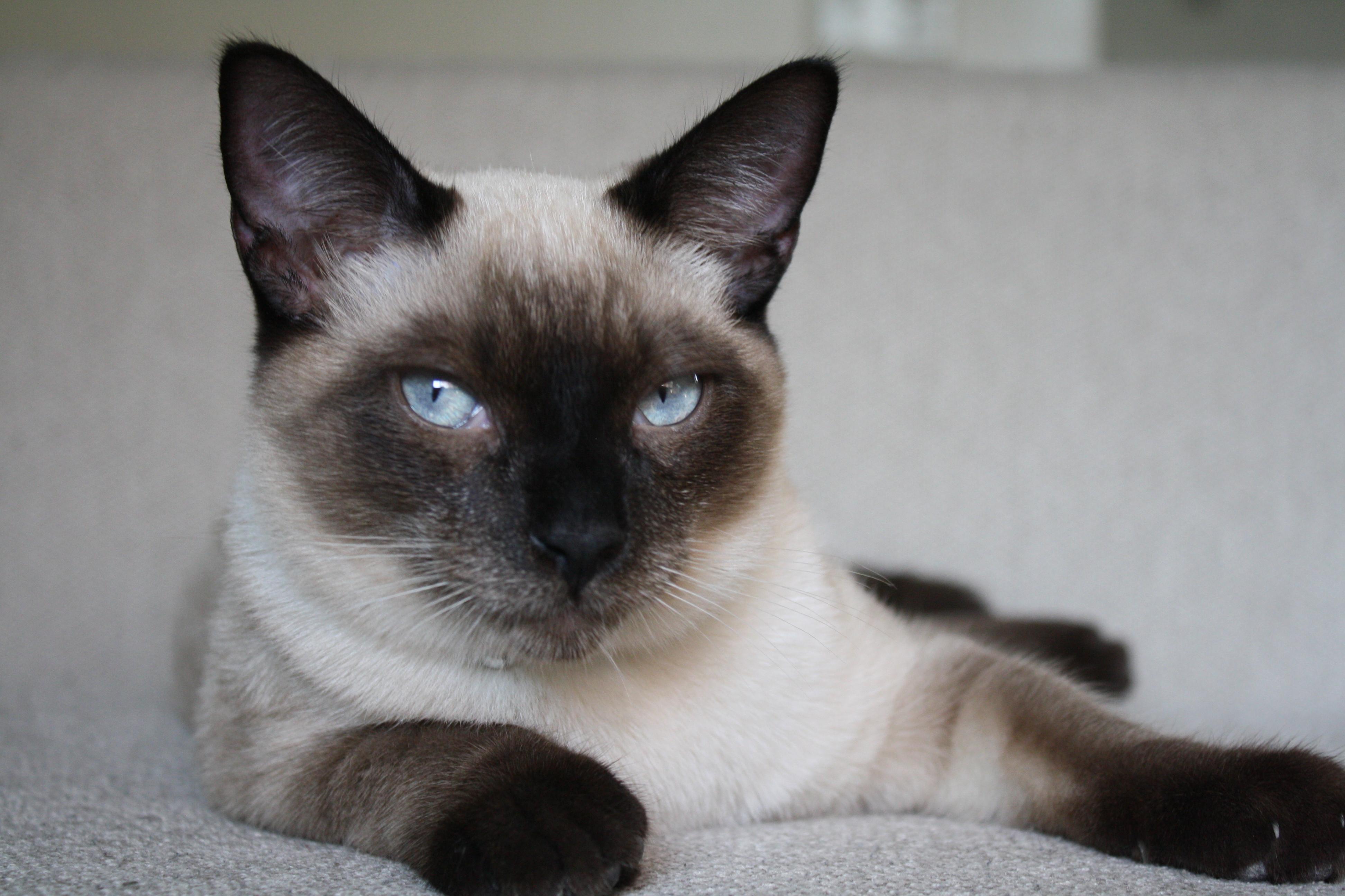 Enlarge Fresno Nightcrawler, an adopted Domestic Short Hair in Davis, CA image 1/5