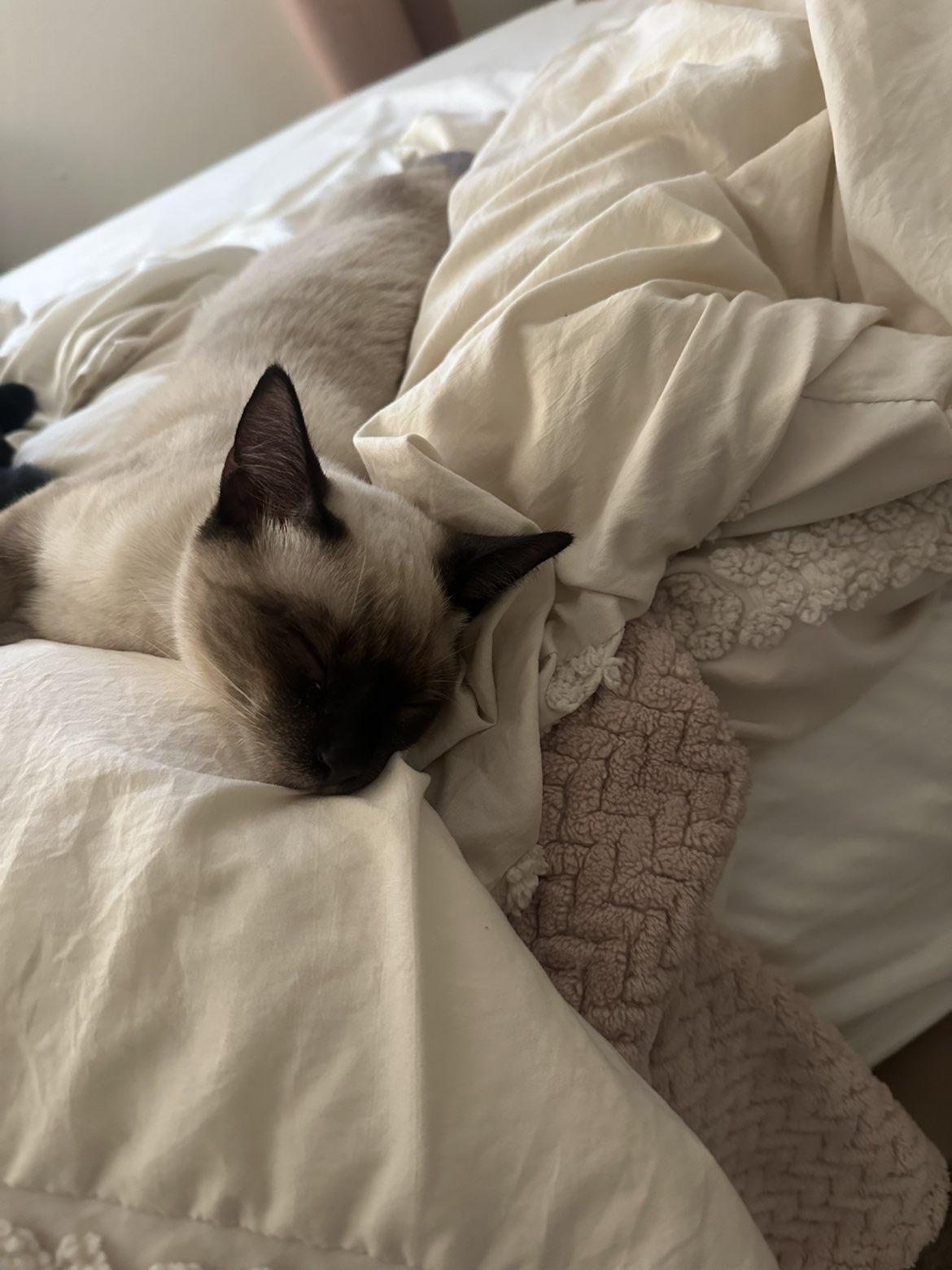 Enlarge Fresno Nightcrawler, an adopted Domestic Short Hair in Davis, CA image 2/5