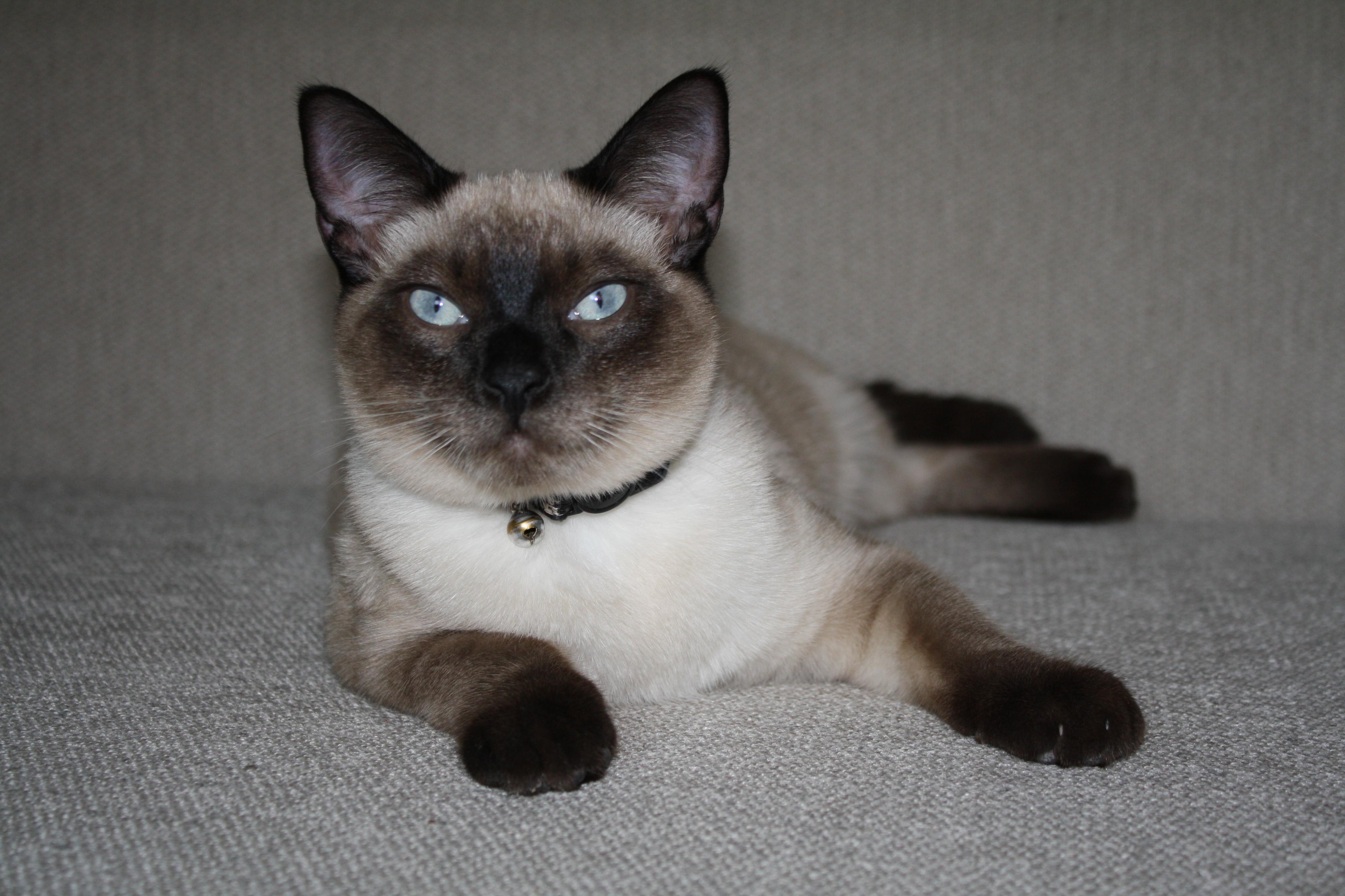 Enlarge Fresno Nightcrawler, an adopted Domestic Short Hair in Davis, CA image 3/5