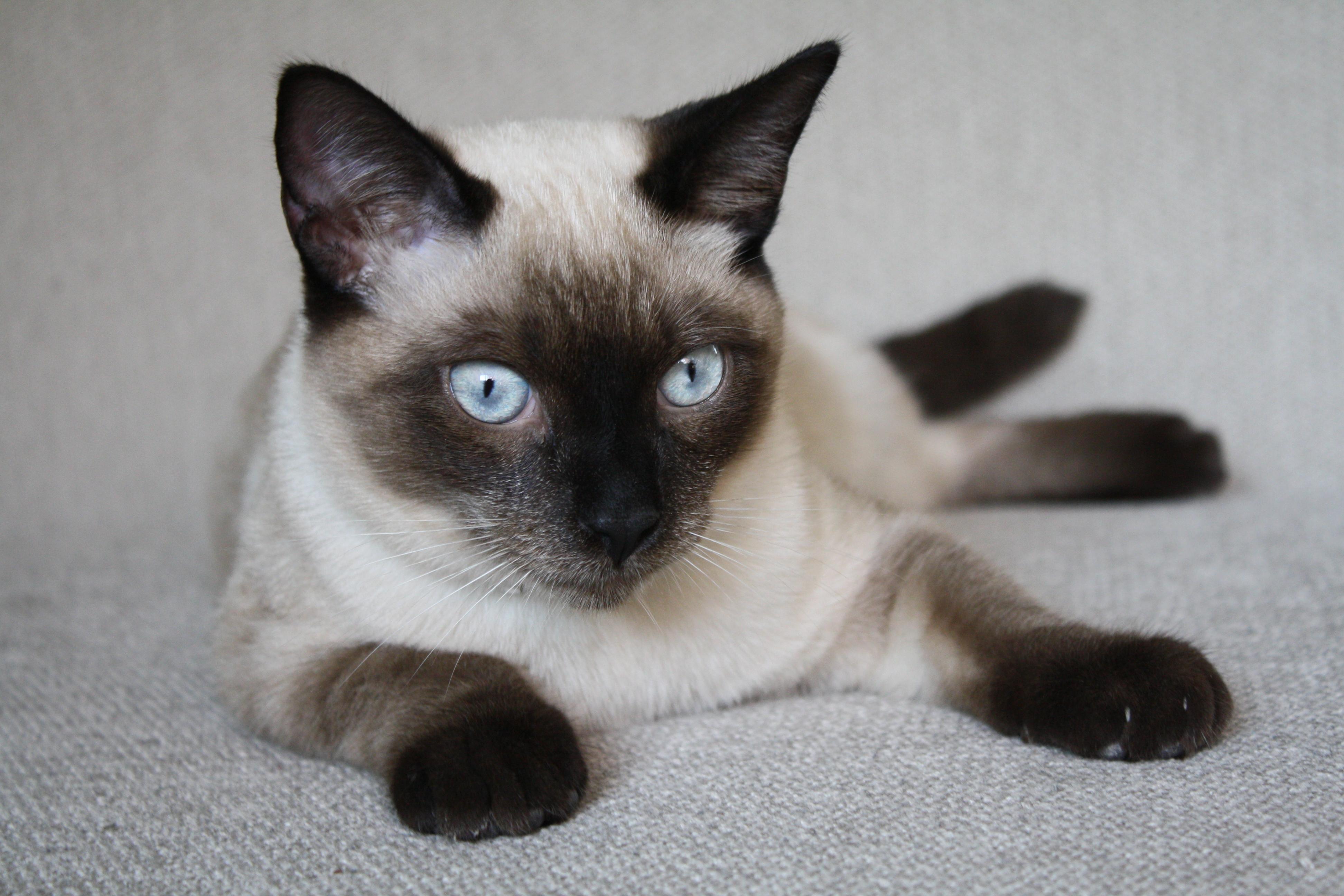 Enlarge Fresno Nightcrawler, an adopted Domestic Short Hair in Davis, CA image 4/5