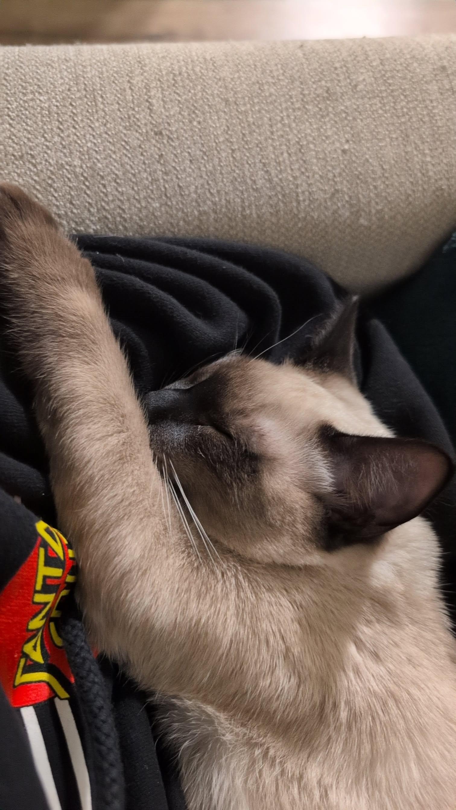 Enlarge Fresno Nightcrawler, an adopted Domestic Short Hair in Davis, CA image 5/5