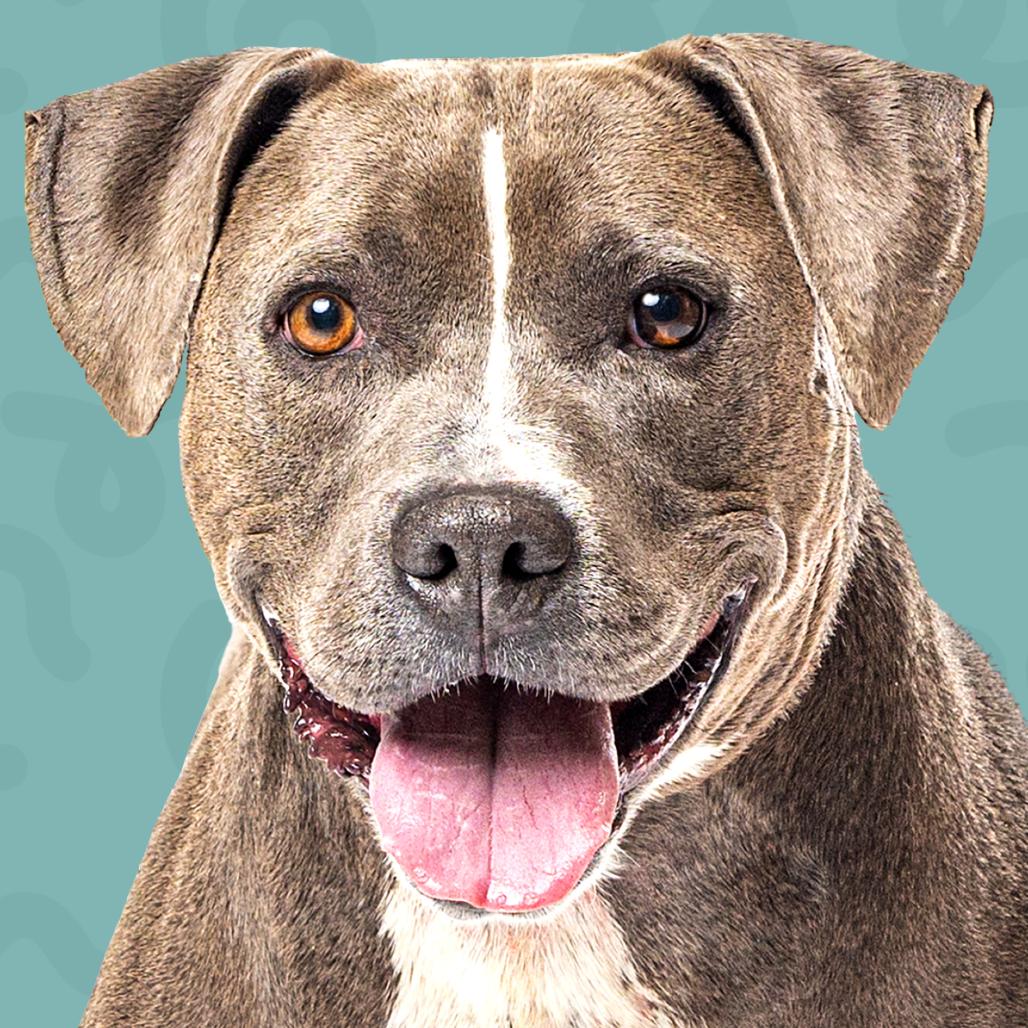 Paco, Adoptable, Senior Male Pit Bull Terrier & Mixed Breed.