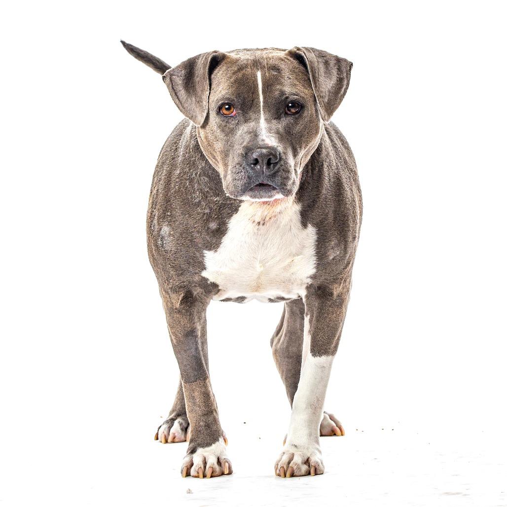 Paco, Adoptable, Senior Male Pit Bull Terrier & Mixed Breed.