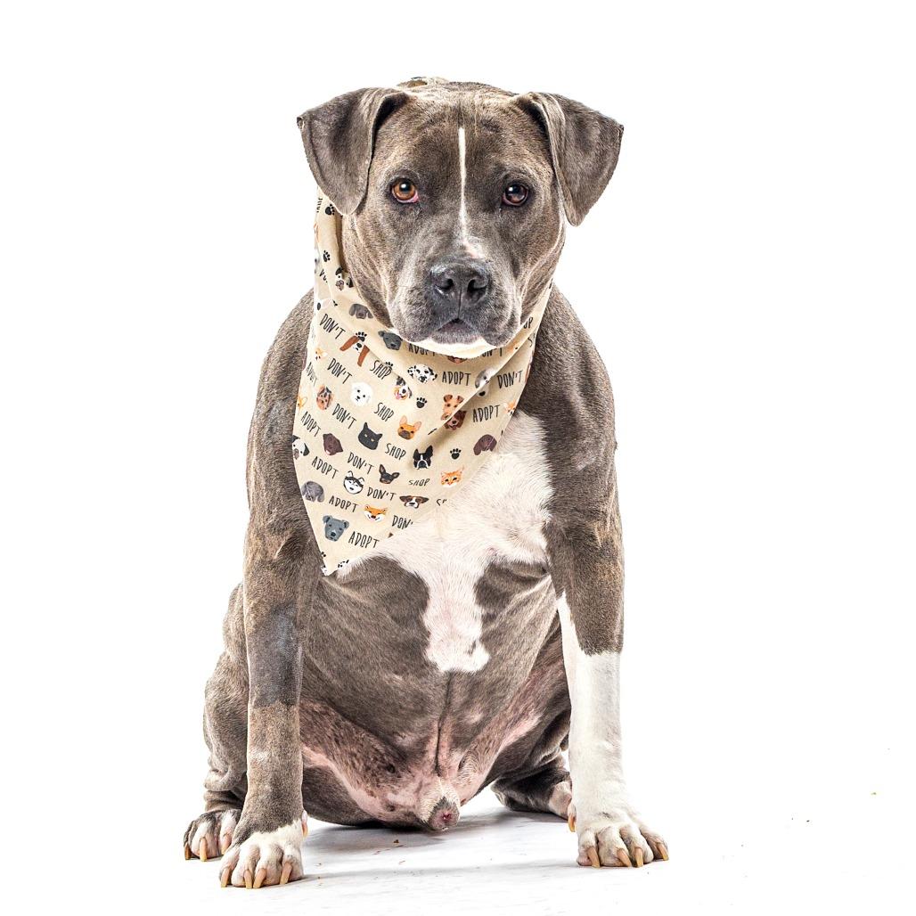 Enlarge Paco, a Adoptable mixed breed in Reno, NV image 2/3