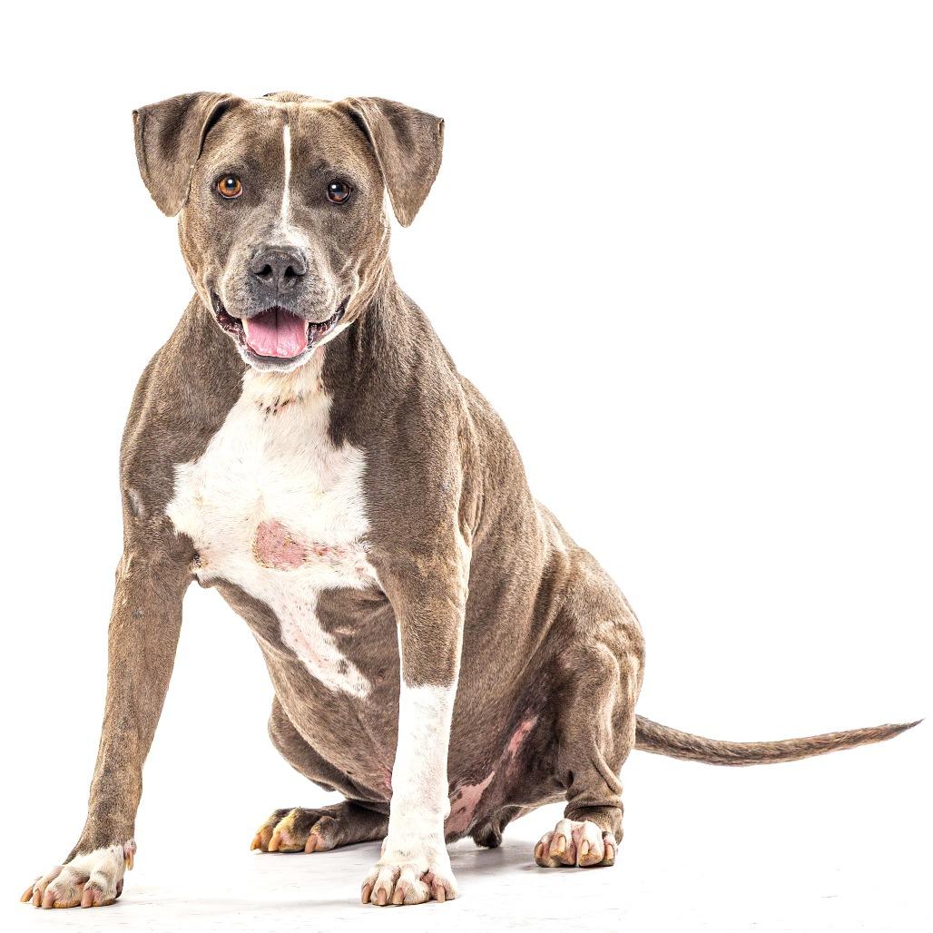 Enlarge Paco, a Adoptable mixed breed in Reno, NV image 4/6
