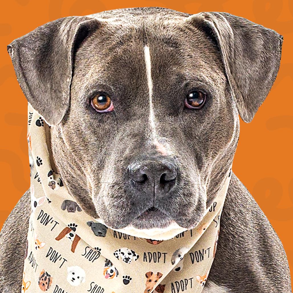 Enlarge Paco, a Adoptable mixed breed in Reno, NV image 3/3