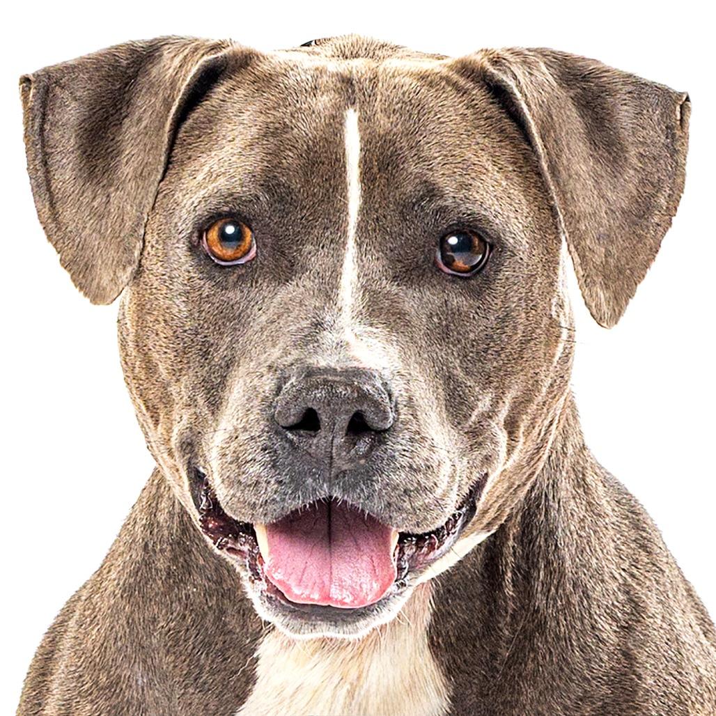 Enlarge Paco, a Adoptable mixed breed in Reno, NV image 5/6
