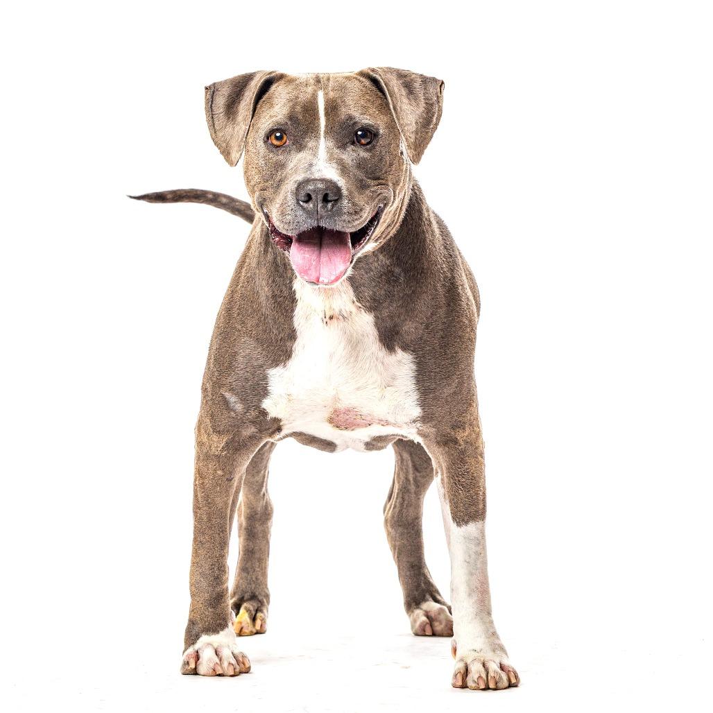 Enlarge Paco, a Adoptable mixed breed in Reno, NV image 6/6