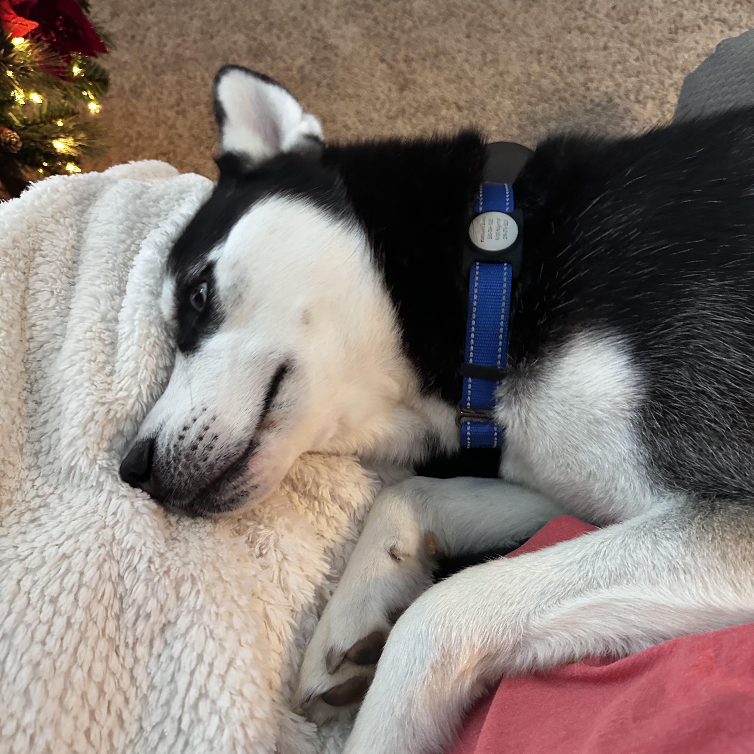 Enlarge Onex, a ADOPTABLE Siberian Husky in La Motte, IA image 4/5