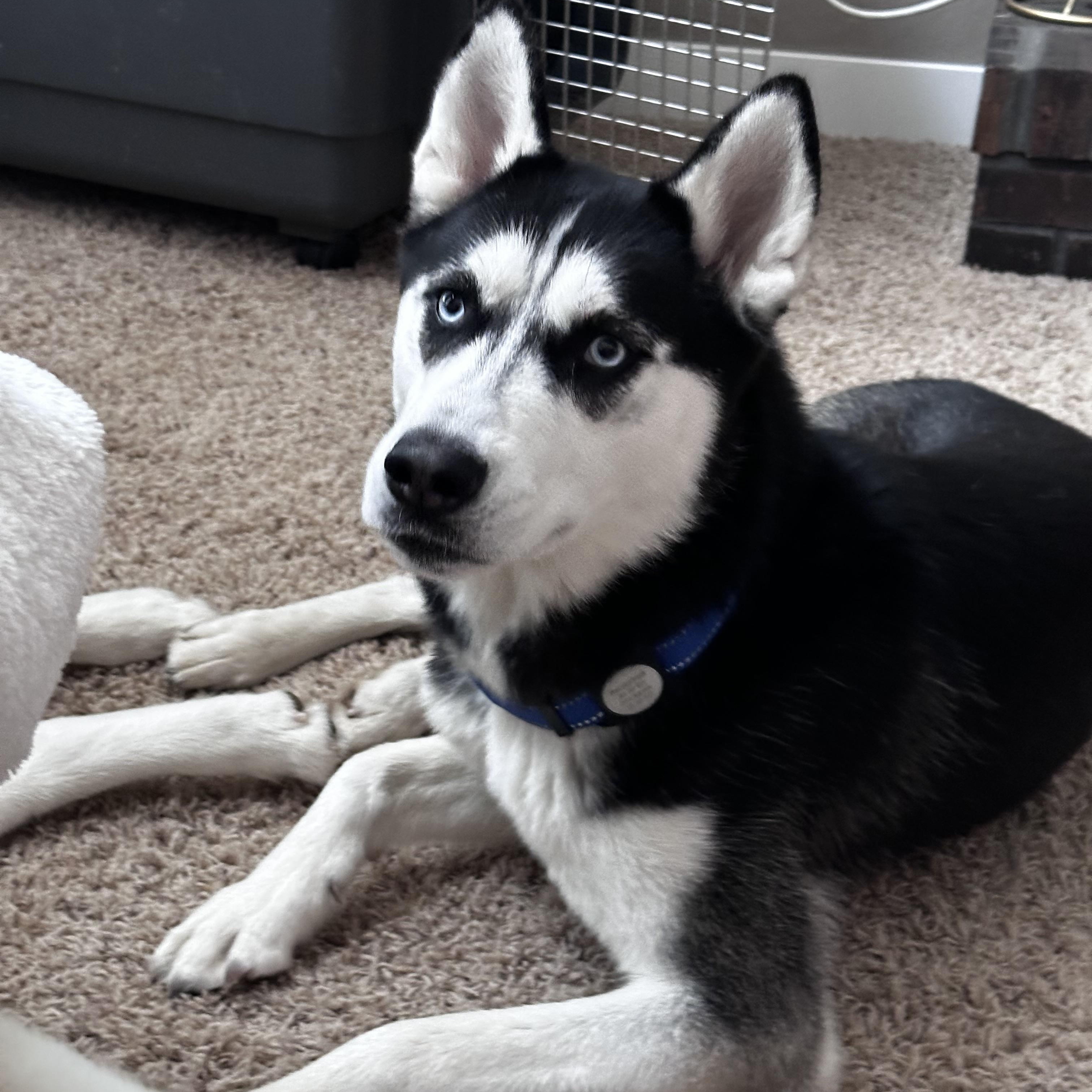 Onex, ADOPTABLE, Young Male Siberian Husky.