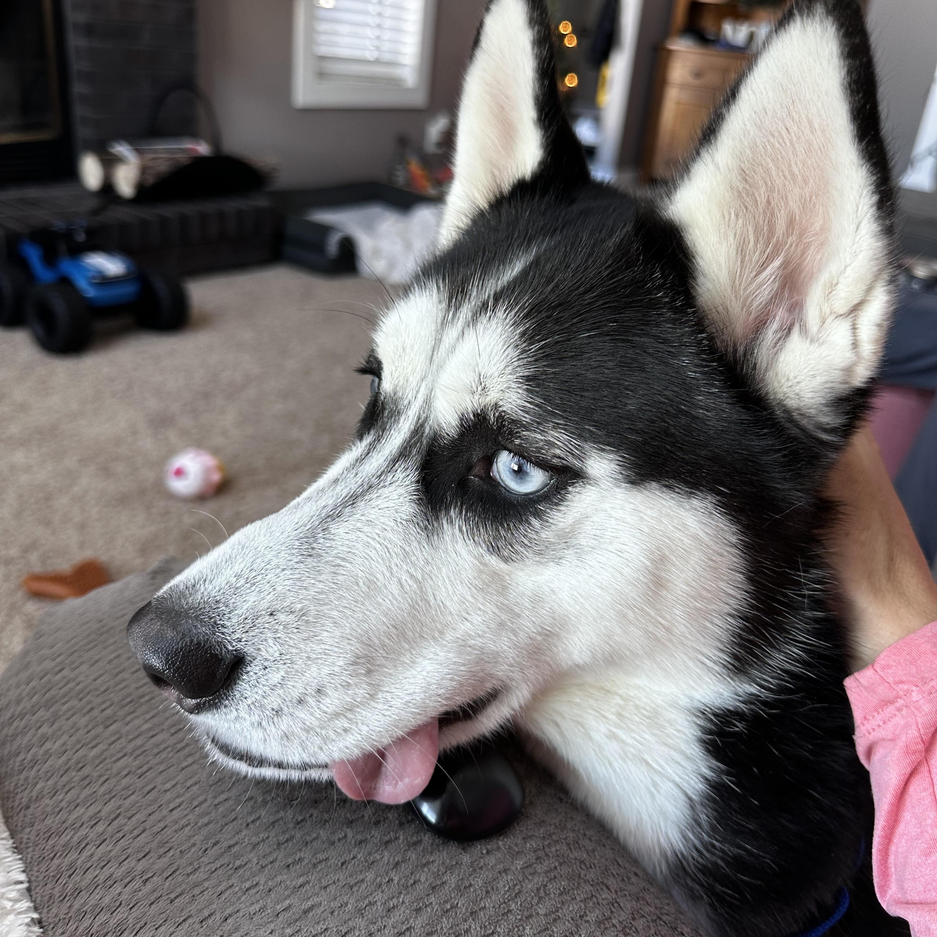 Enlarge Onex, a ADOPTABLE Siberian Husky in La Motte, IA image 3/5