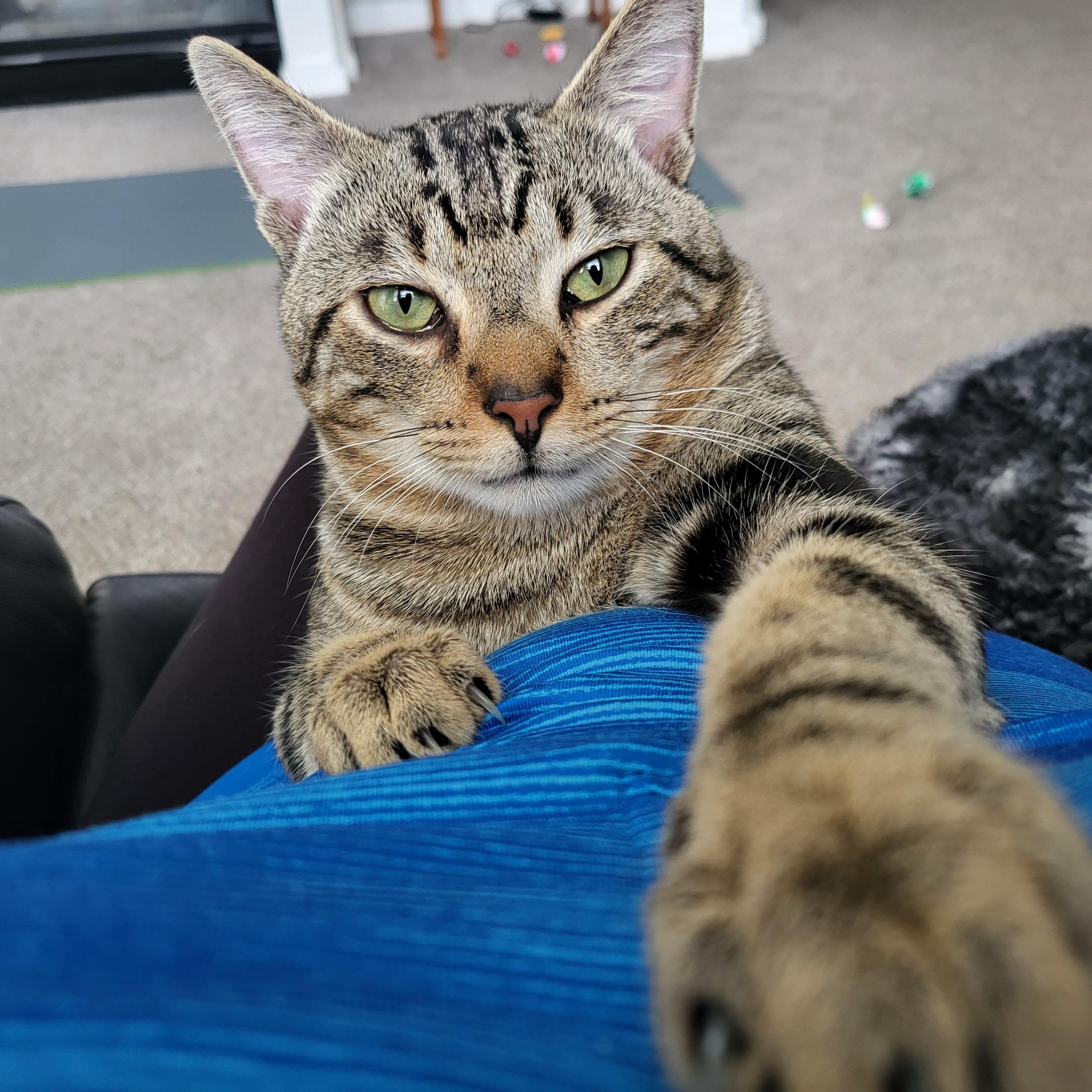 Enlarge Danny, a ADOPTABLE Domestic Short Hair in Lakewood, CO image 6/6