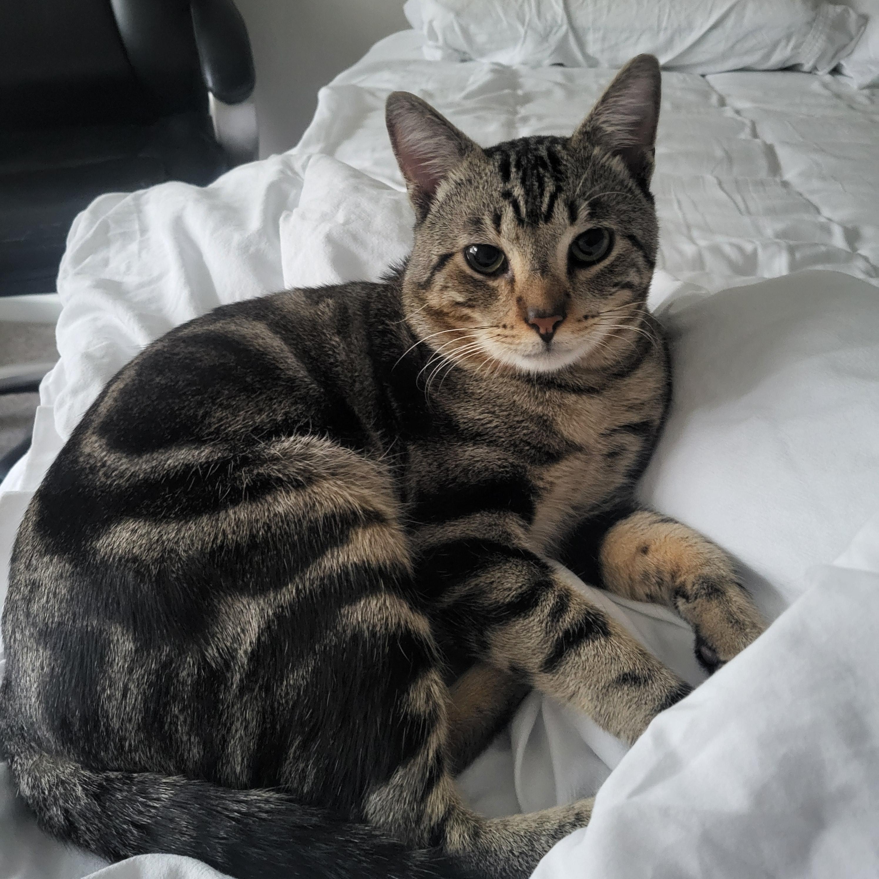 Enlarge Danny, a ADOPTABLE Domestic Short Hair in Lakewood, CO image 4/6