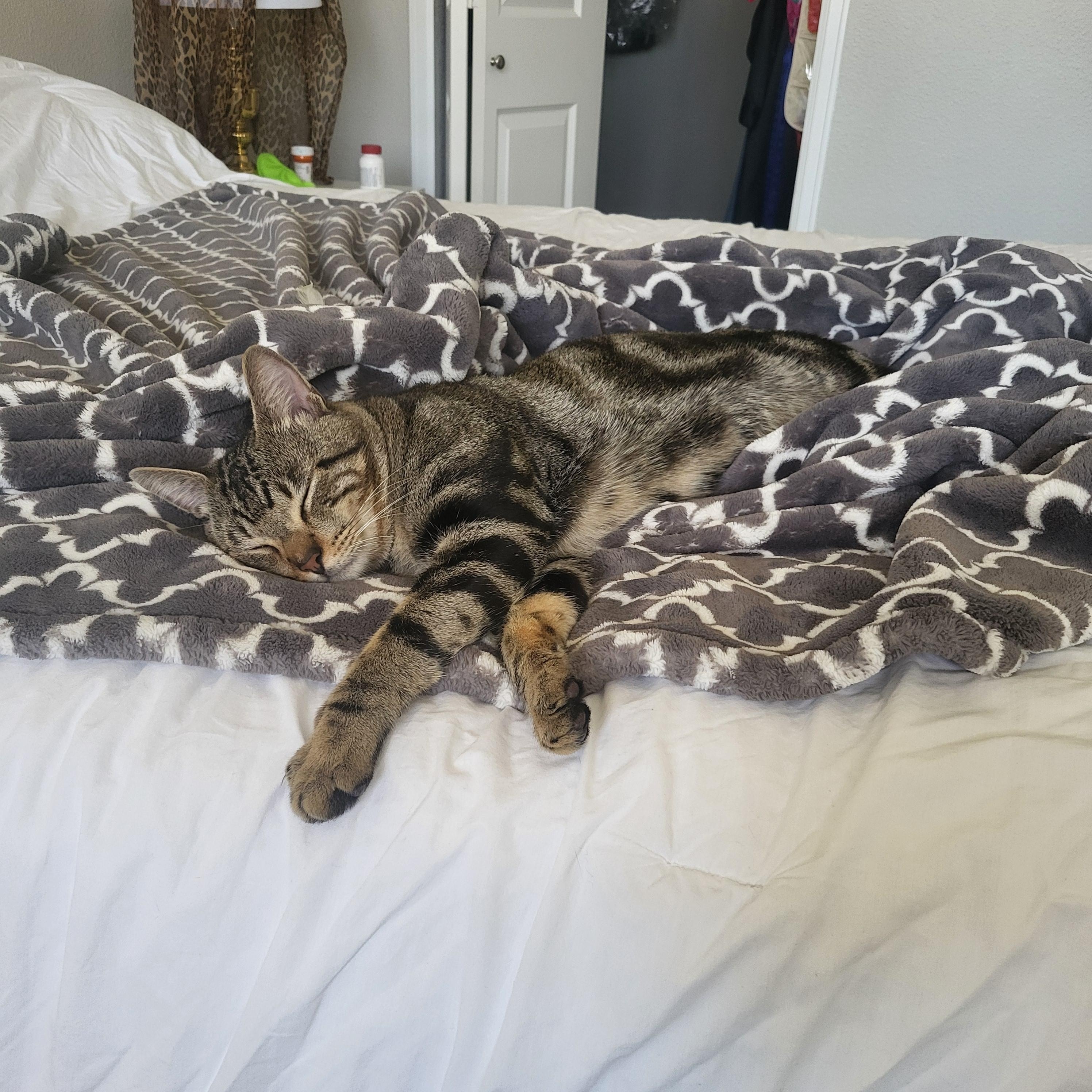 Enlarge Danny, a ADOPTABLE Domestic Short Hair in Lakewood, CO image 3/6