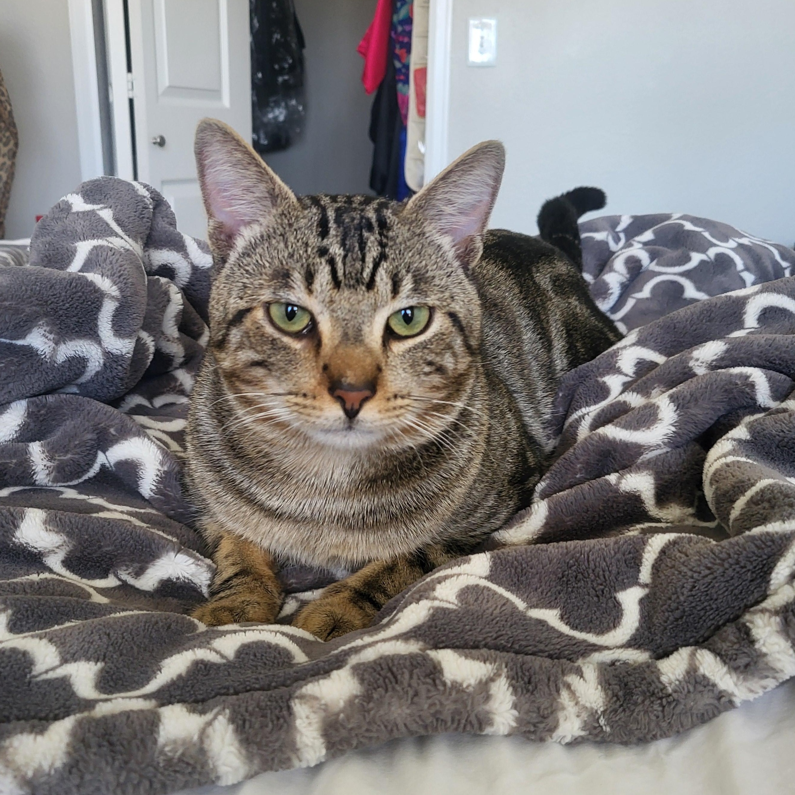 Enlarge Danny, a ADOPTABLE Domestic Short Hair in Lakewood, CO image 2/6