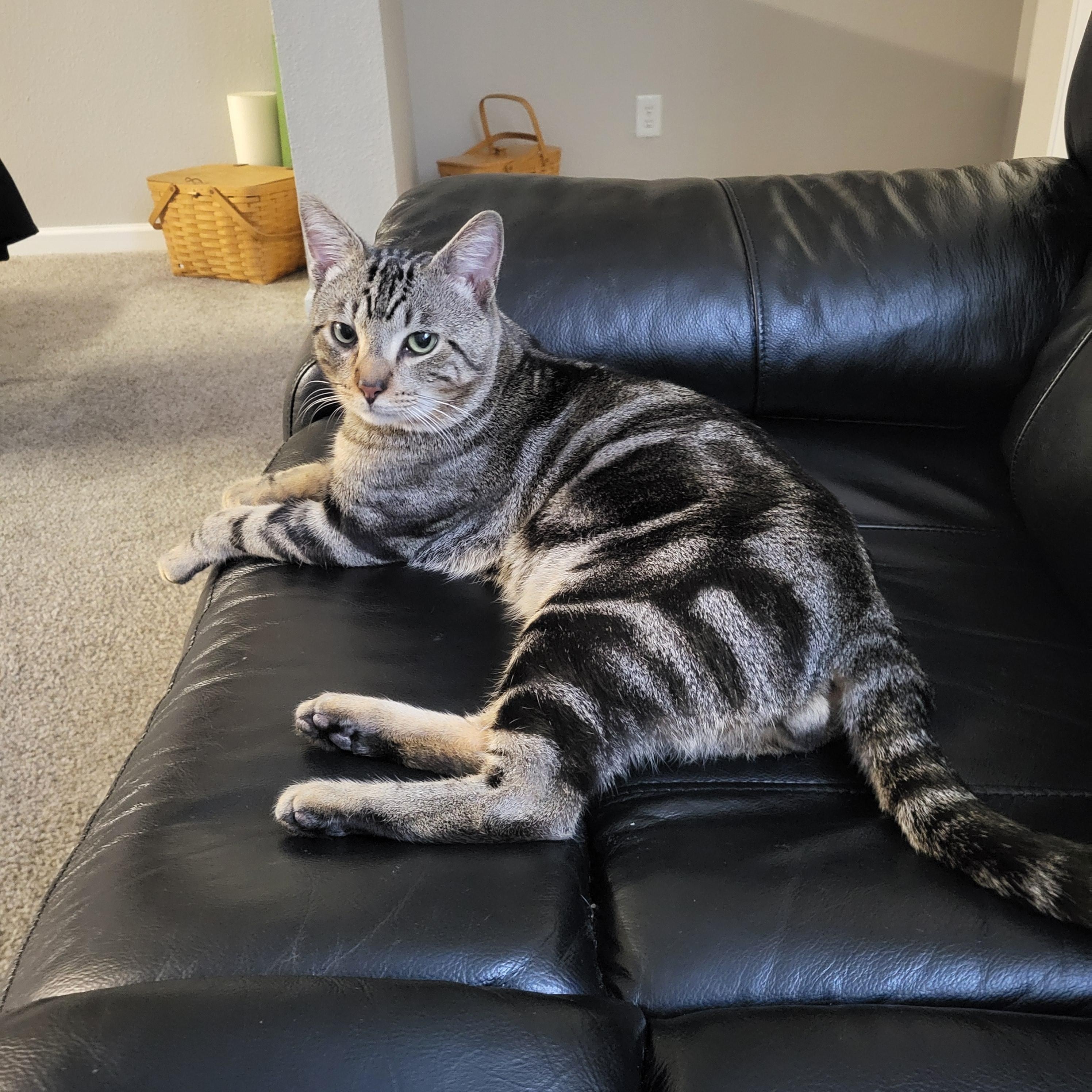 Enlarge Danny, a ADOPTABLE Domestic Short Hair in Lakewood, CO image 1/6