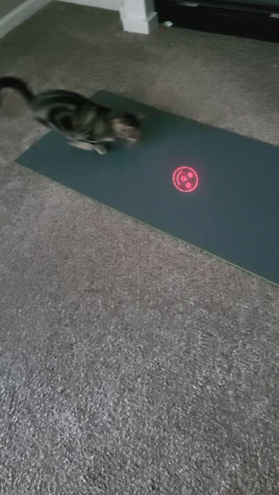 Enlarge Danny, a ADOPTABLE Domestic Short Hair in Lakewood, CO video 5/6