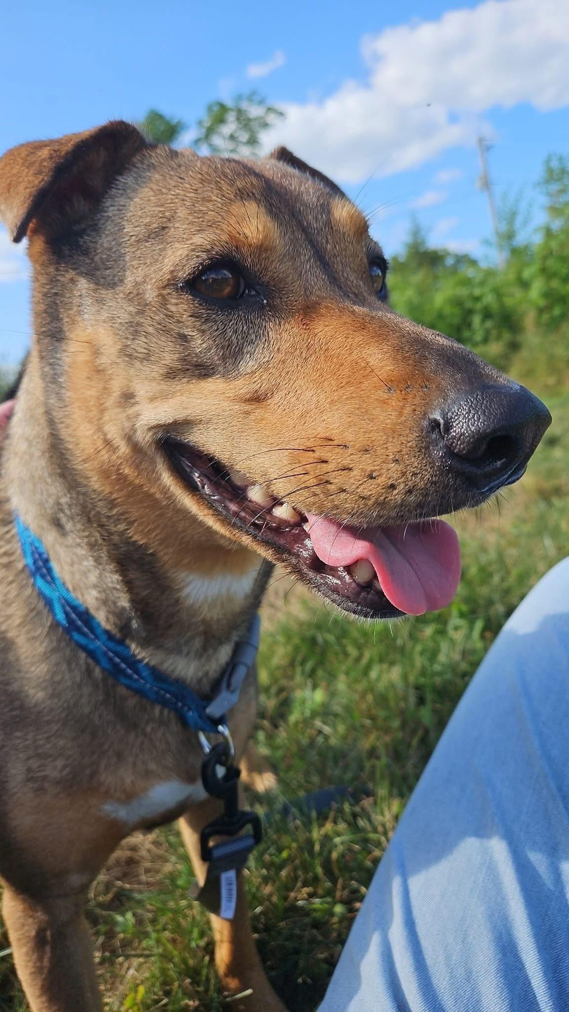 Charlee, Adoptable, Adult Female Mixed Breed.