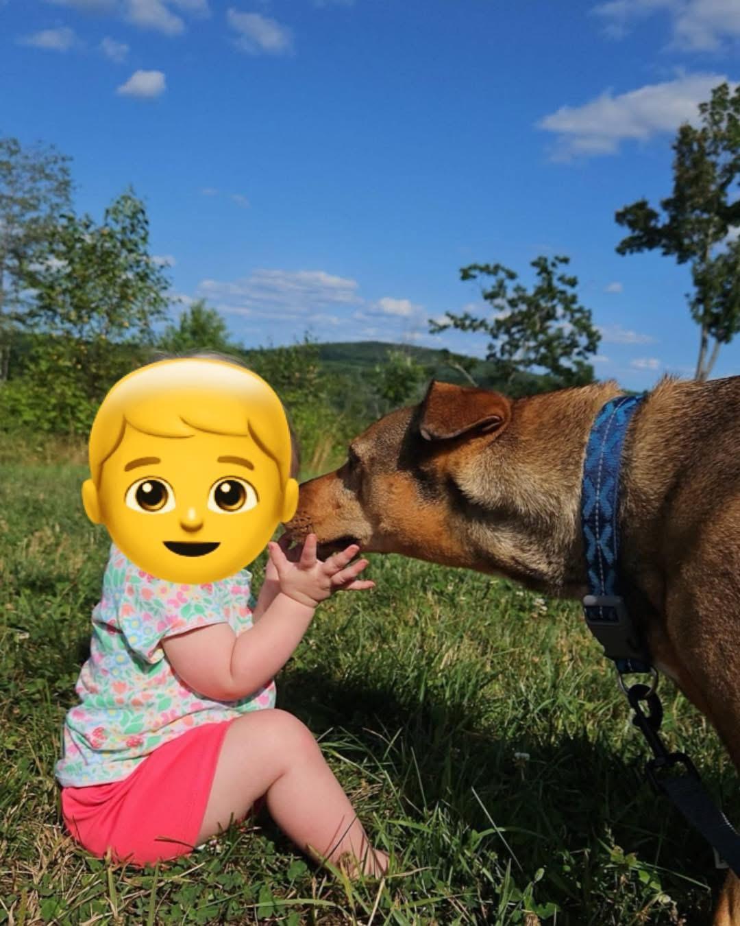 Charlee, an adoptable Mixed Breed in Brooks, ME, 04921 | Photo Image 2