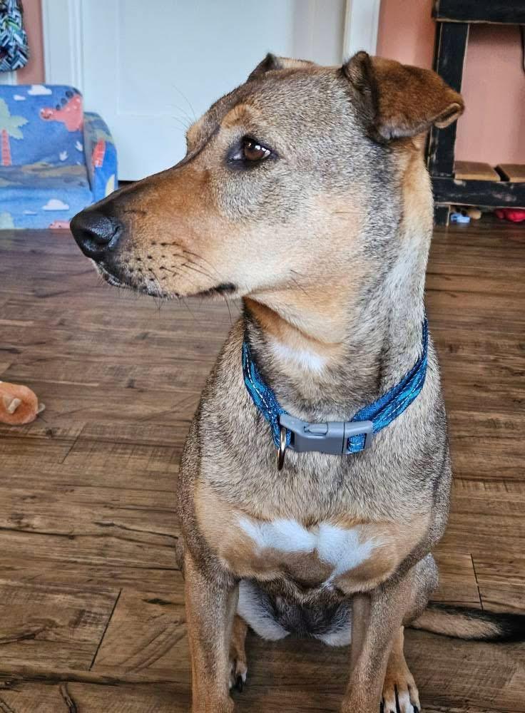 Charlee, an adoptable Mixed Breed in Brooks, ME, 04921 | Photo Image 3