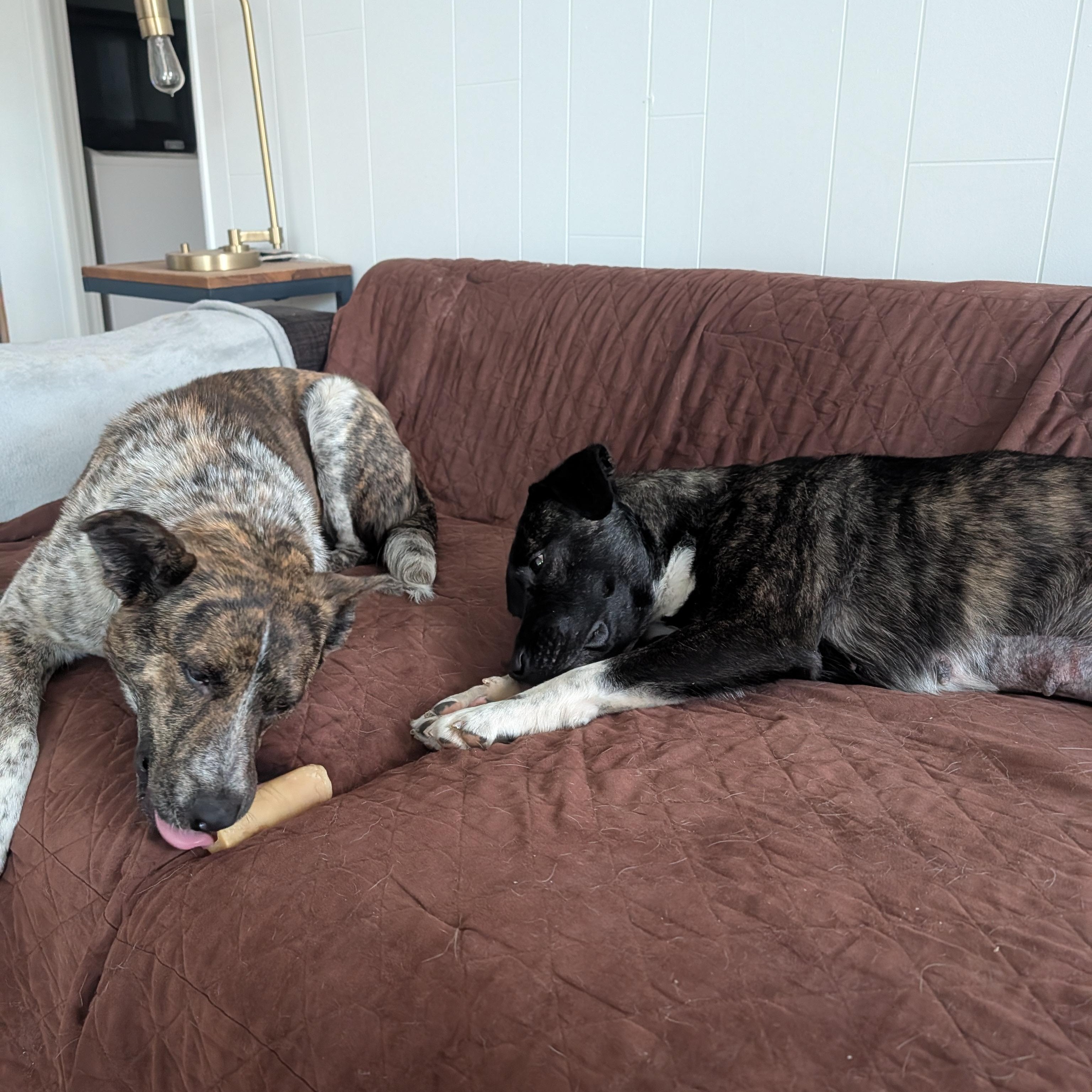 Enlarge Sammie, a ADOPTABLE mixed breed in Bella Vista, AR image 5/5