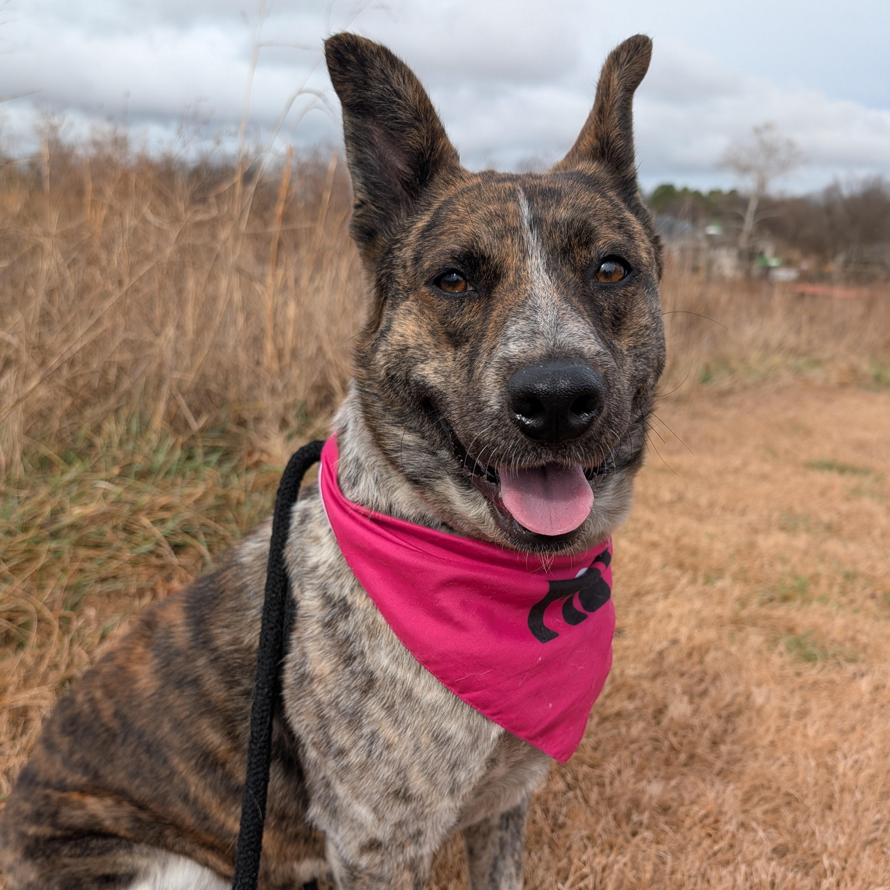 Sammie, ADOPTABLE, Adult Female Cattle Dog & German Shepherd Dog.