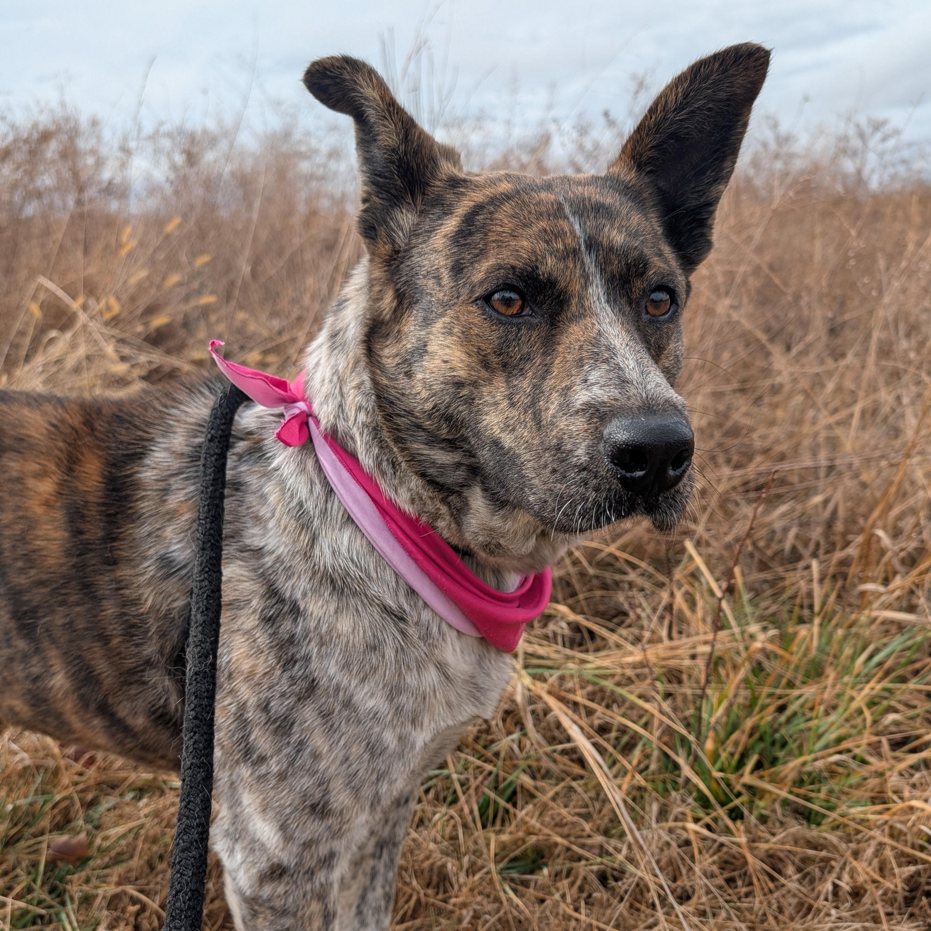 Enlarge Sammie, a ADOPTABLE mixed breed in Bella Vista, AR image 4/5