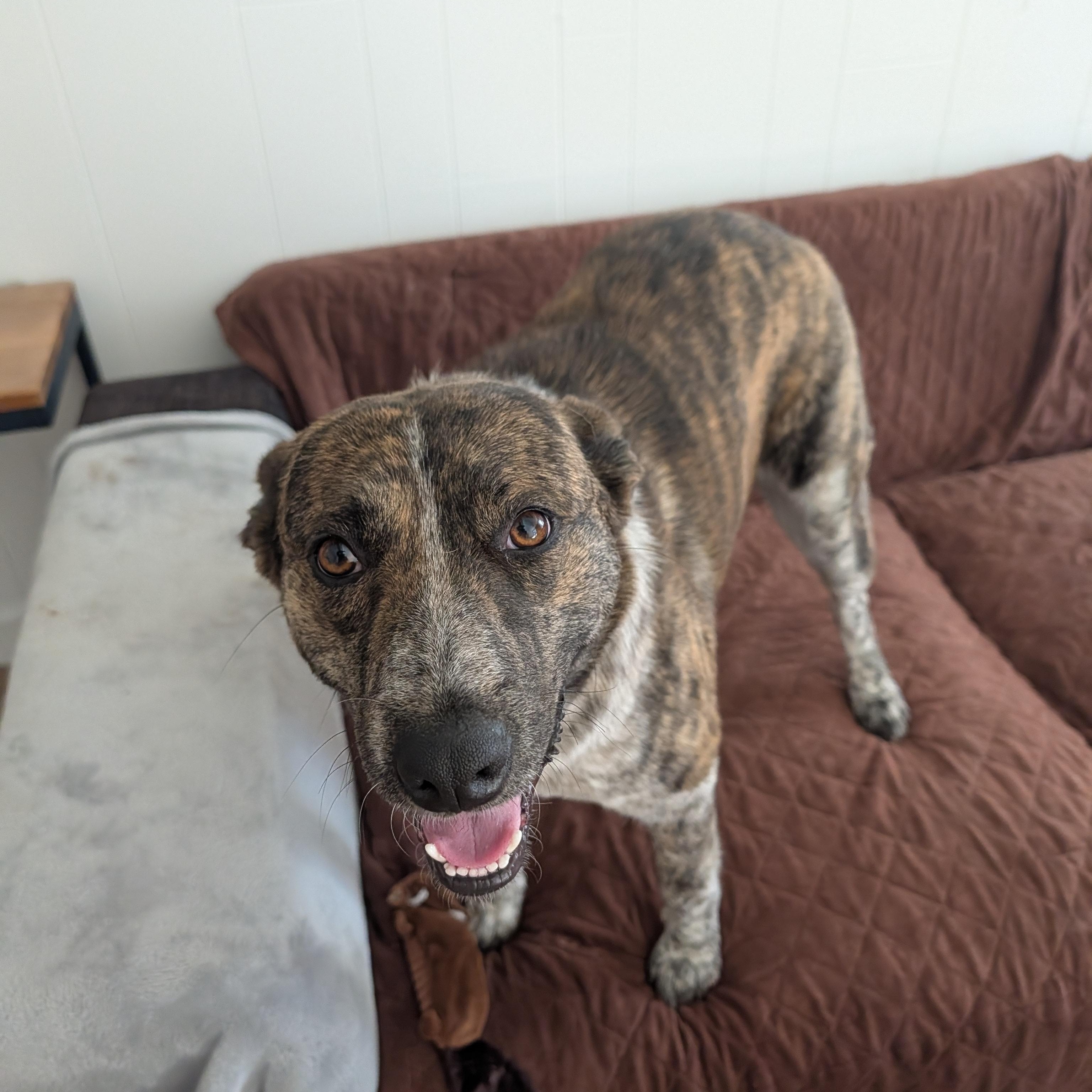 Enlarge Sammie, a ADOPTABLE mixed breed in Bella Vista, AR image 3/5