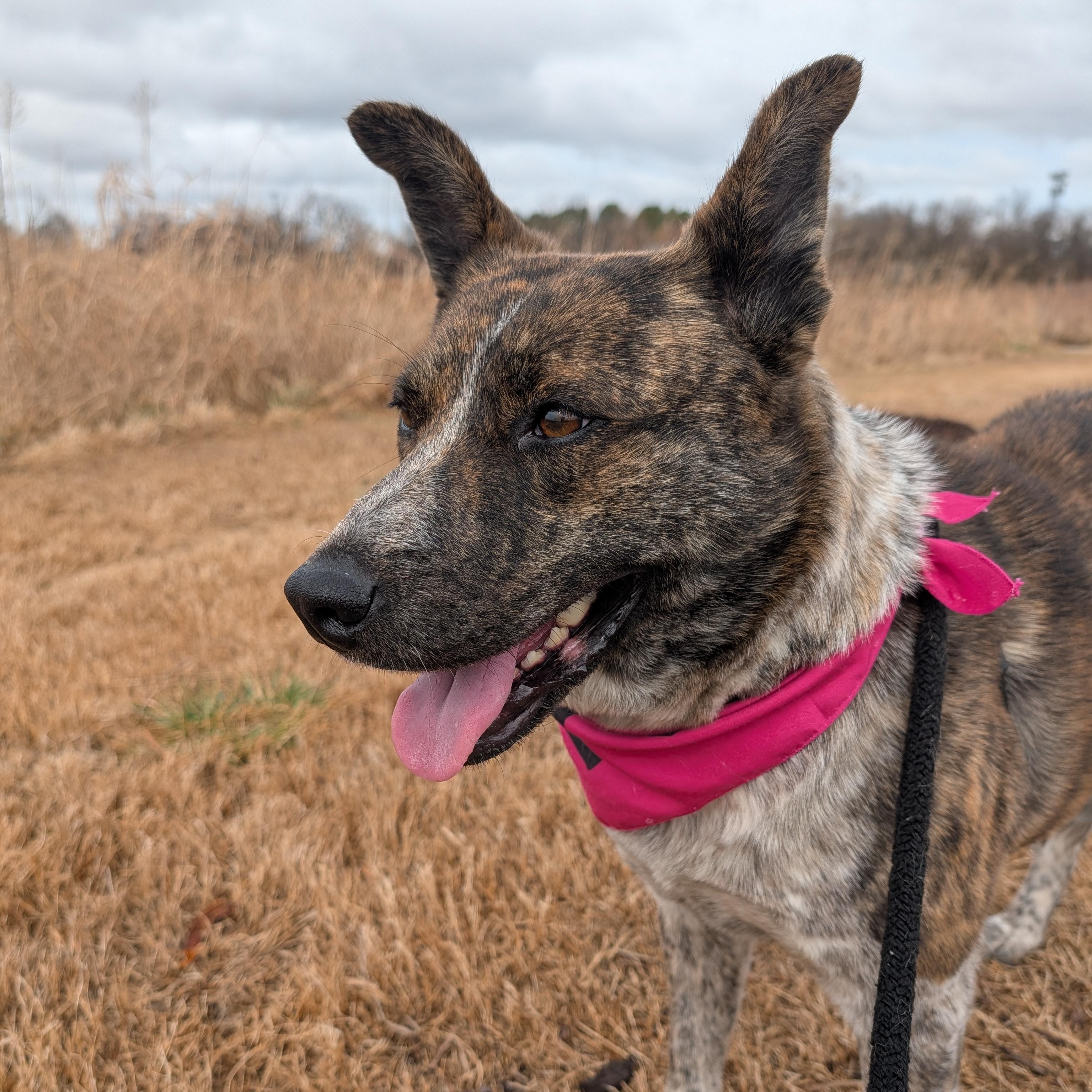 Enlarge Sammie, a ADOPTABLE mixed breed in Bella Vista, AR image 2/5