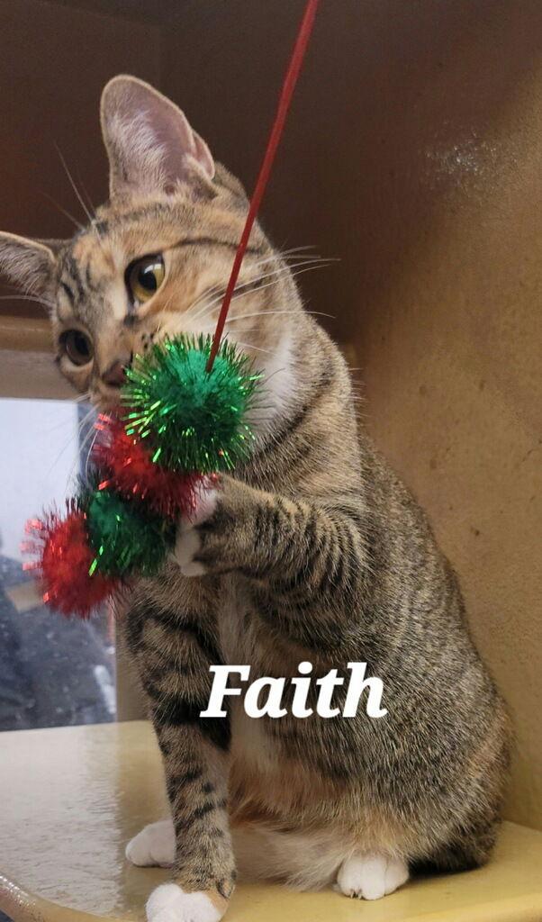 Faith, a Adoptable Tabby in Versailles, KY image 1/2