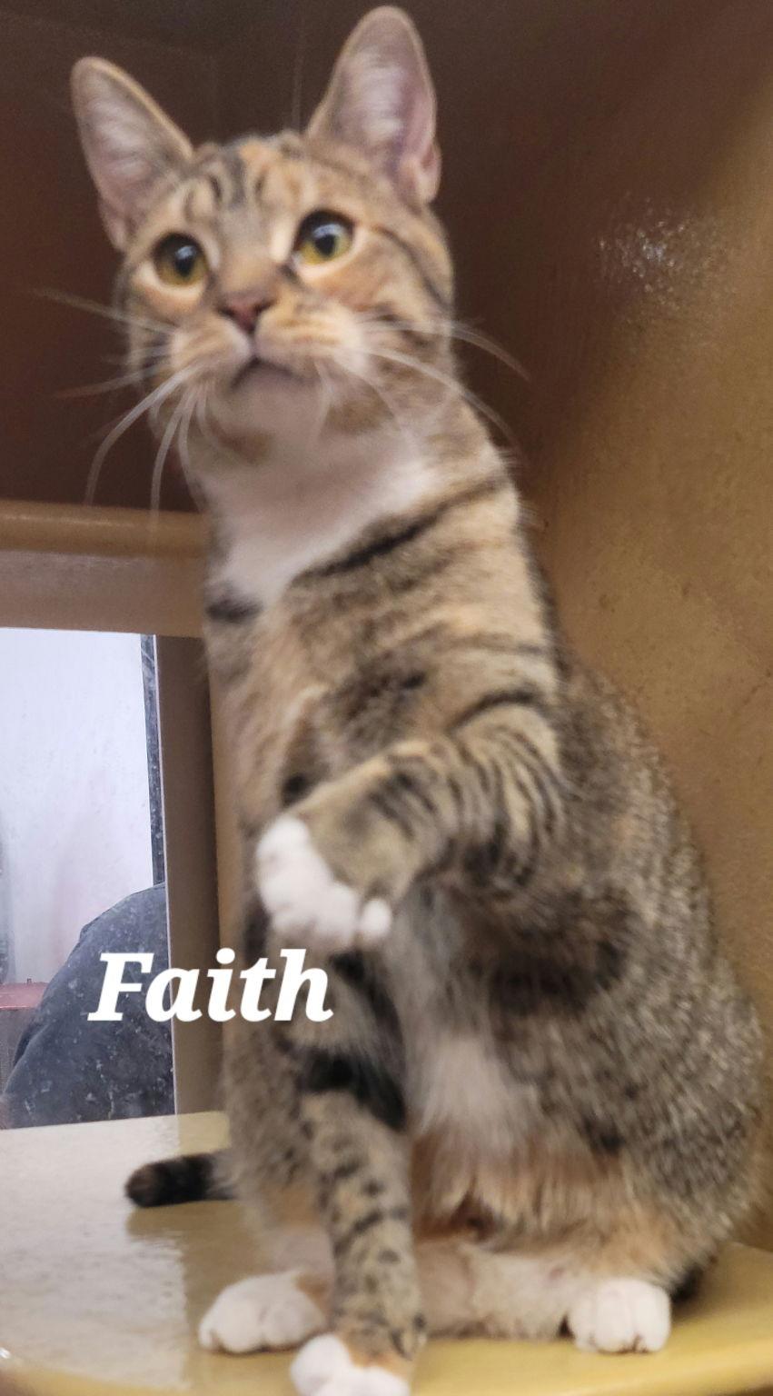 Faith, a Adoptable Tabby in Versailles, KY image 2/2