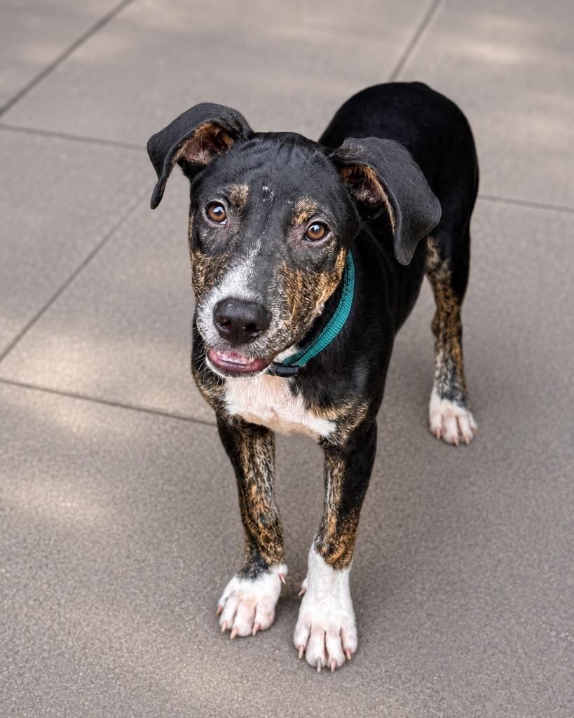 Maynard, Adoptable, Puppy Male Labrador Retriever.