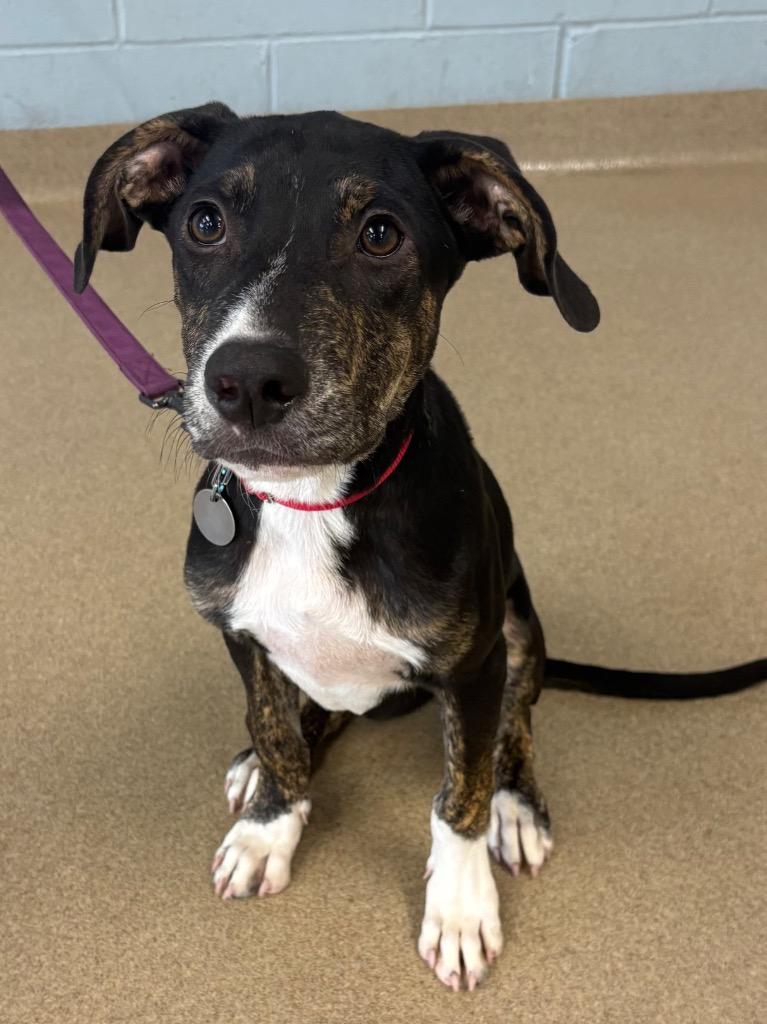 Enlarge Maynard, a Adoptable mixed breed in North Syracuse, NY image 2/2
