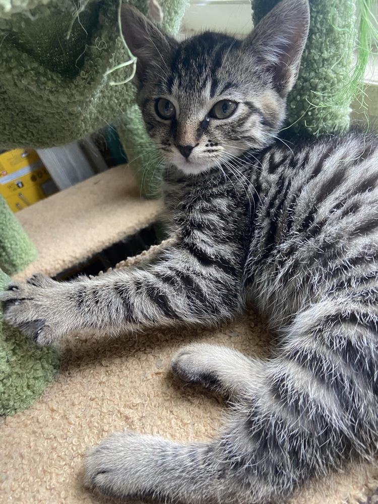 Enlarge Yoshi, a Adopted Domestic Short Hair in Youngsville, NC image 1/4