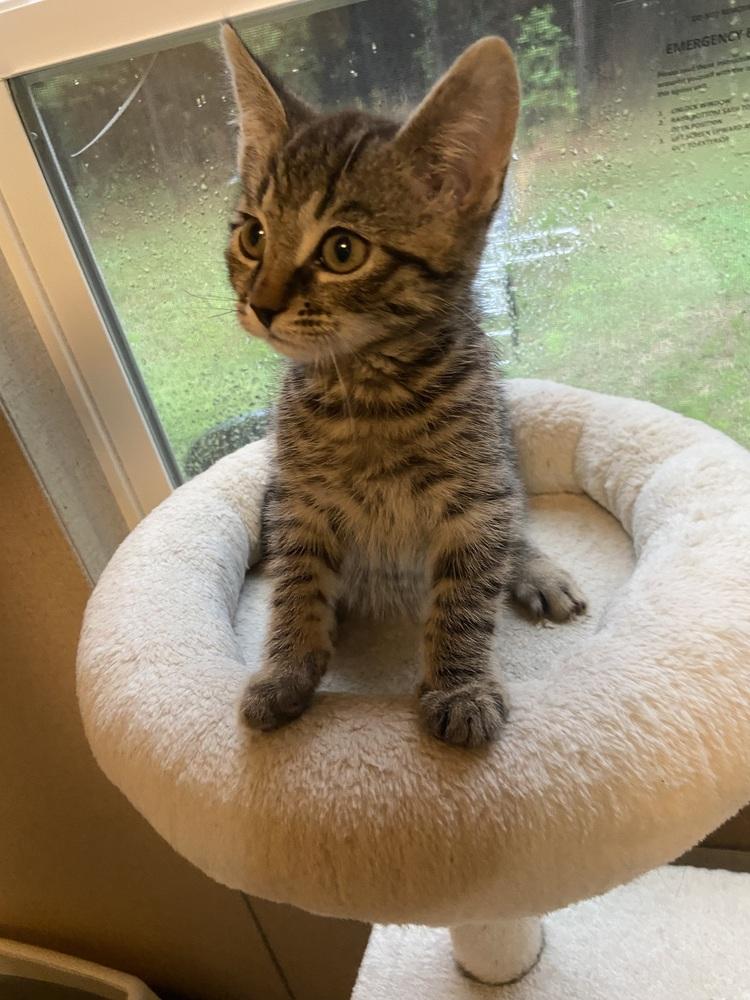 Enlarge Yoshi, a Adopted Domestic Short Hair in Youngsville, NC image 2/4