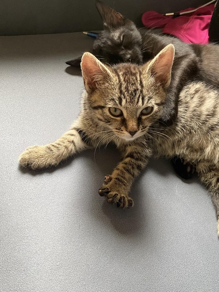 Enlarge Yoshi, a Adopted Domestic Short Hair in Youngsville, NC image 3/4
