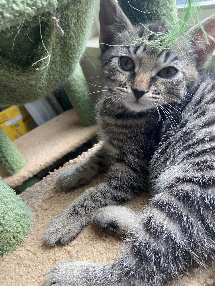 Enlarge Yoshi, a Adopted Domestic Short Hair in Youngsville, NC image 4/4
