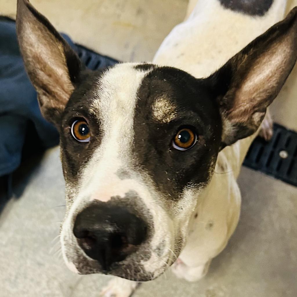 Enlarge Ozzy, a Adoptable mixed breed in Phoenix, AZ image 1/4