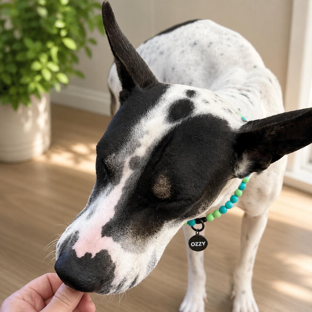 Ozzy, Adoptable, Adult Male Australian Cattle Dog / Blue Heeler & Shar-Pei.