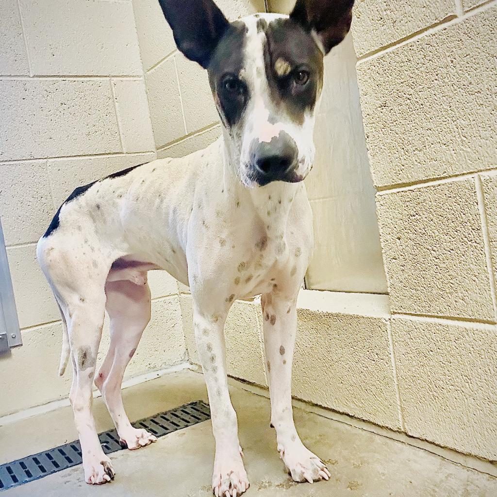 Enlarge Ozzy, a Adoptable mixed breed in Phoenix, AZ image 2/4