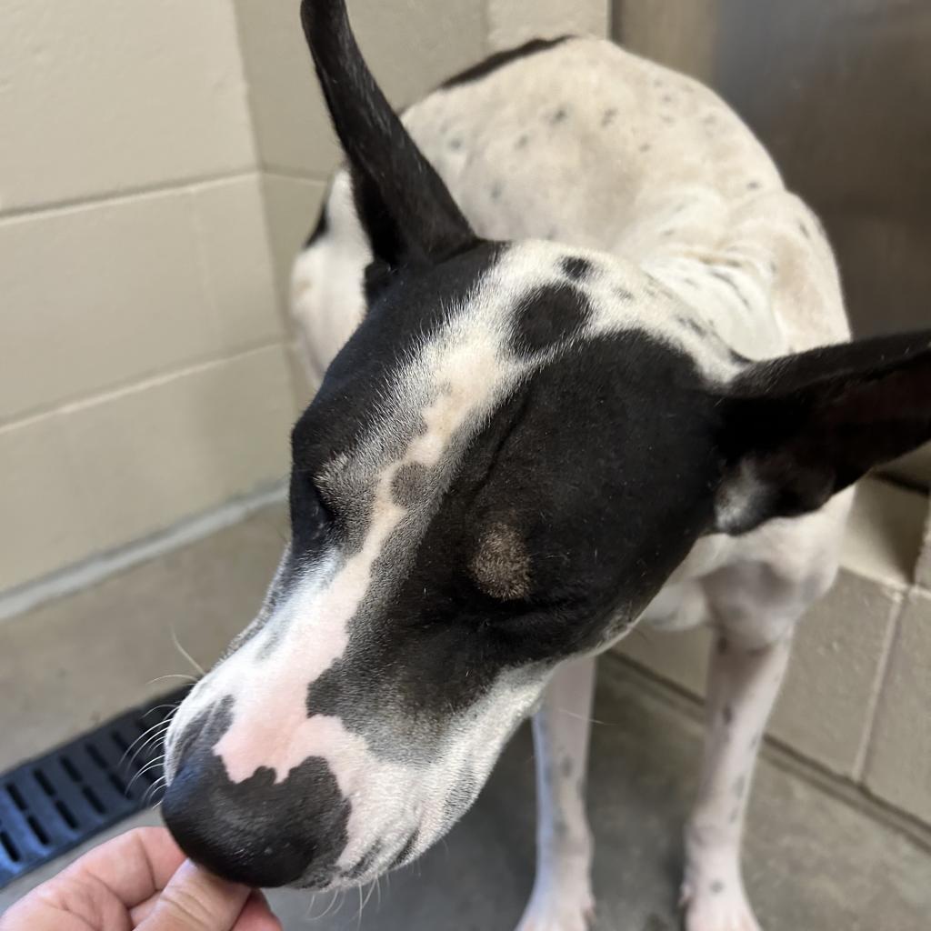 Enlarge Ozzy, a Adoptable mixed breed in Phoenix, AZ image 3/4