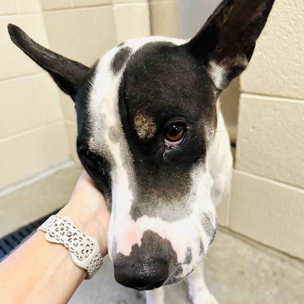 Enlarge Ozzy, a Adoptable mixed breed in Phoenix, AZ image 4/4