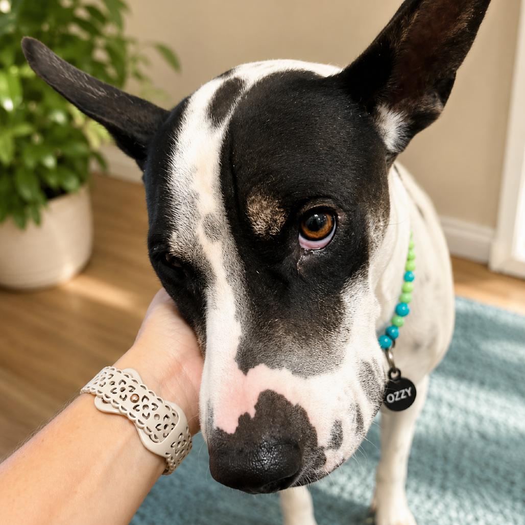 Enlarge Ozzy, a Adoptable mixed breed in Phoenix, AZ image 2/6