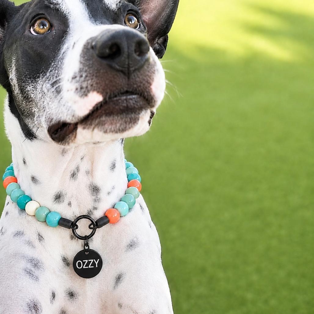 Enlarge Ozzy, a Adoptable mixed breed in Phoenix, AZ image 5/6