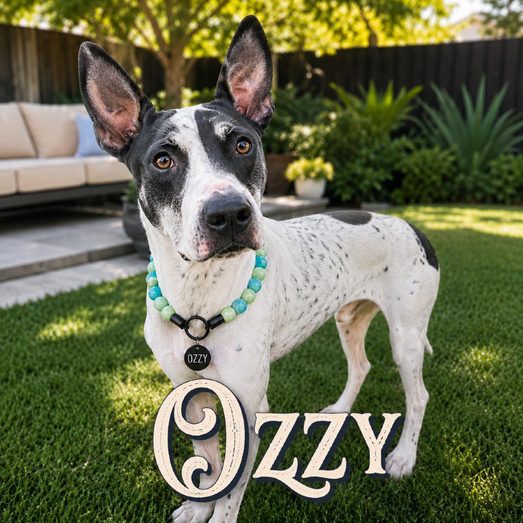 Enlarge Ozzy, a Adoptable mixed breed in Phoenix, AZ image 6/6