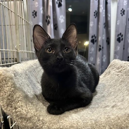 PJ, an adoptable Domestic Short Hair in Devils Lake, ND, 58301 | Photo Image 1